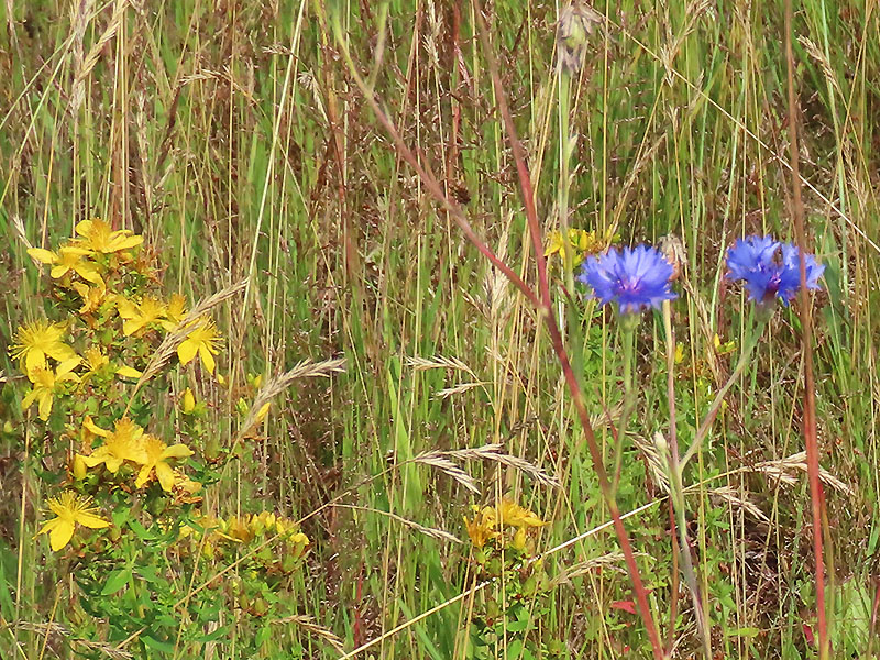 Johanniskraut (gelb) und Kornbume (blau)