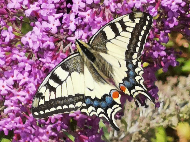 Schwalbenschwanz (Schmetterling)