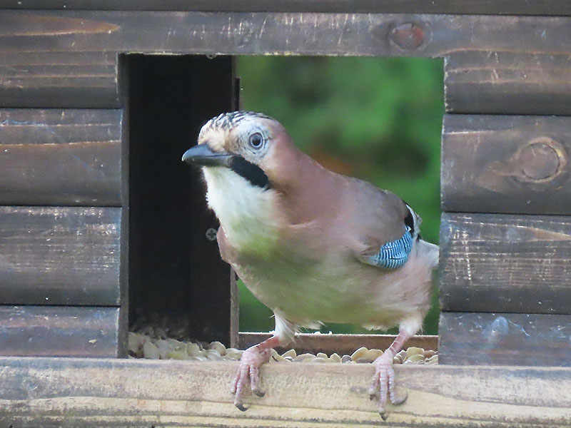 Eichelhäher im Vogelhäuschen