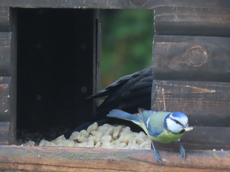 Blaumeise im Vogelhäuschen