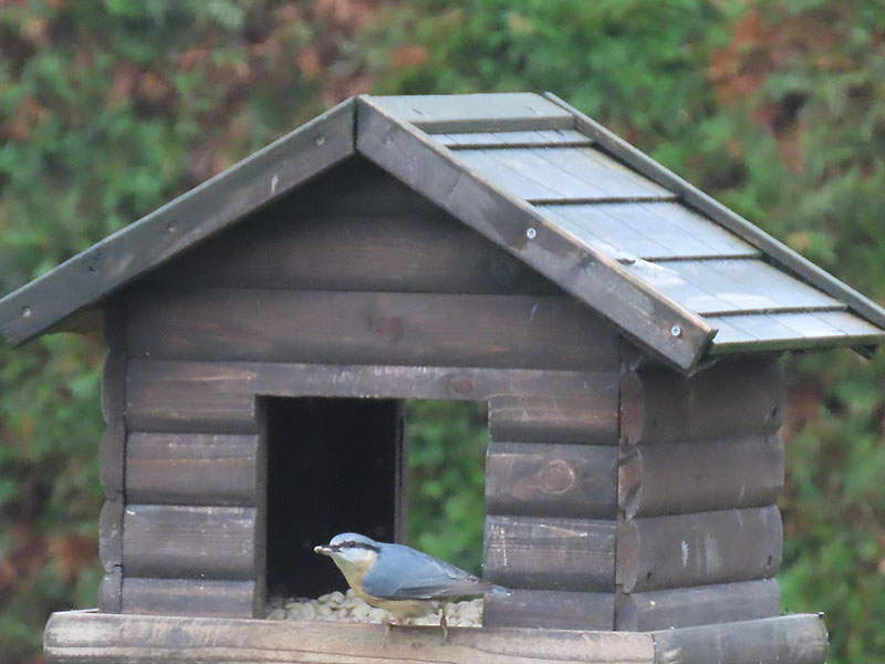 Kleiber im Vogelhäuschen