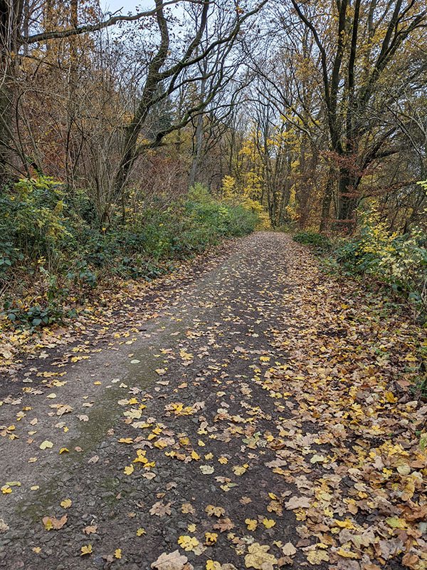 Weg im Wald (Bremer Landschulheim Richtung Finanzschule Rinteln)