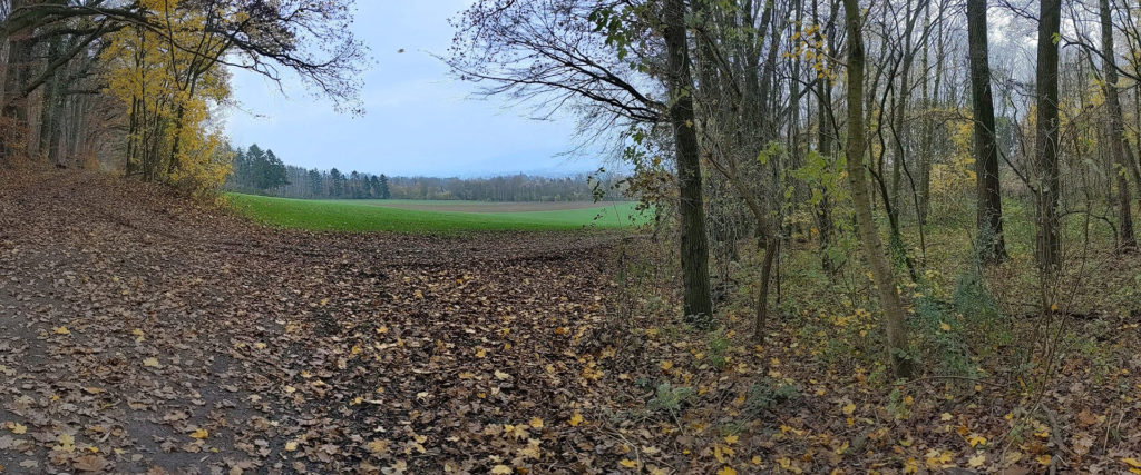 Am Waldrand 'Finanzschule Rinteln" im November