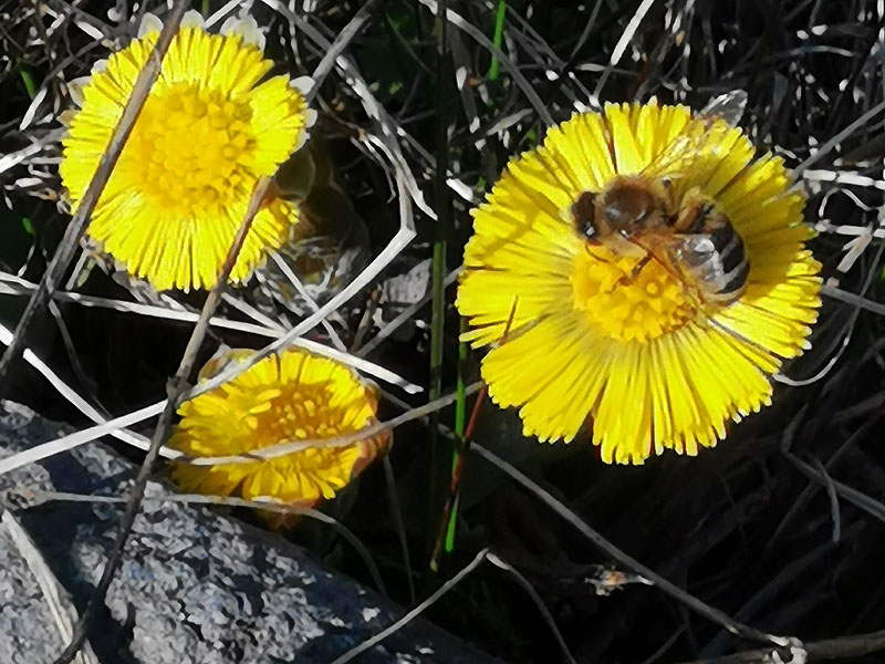 Honigbiene auf Huflattich
