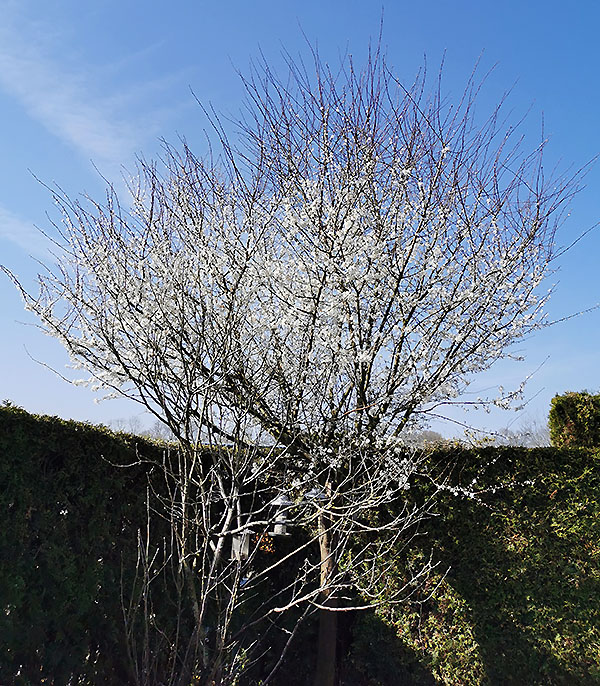 Unser Mirabellenbaum im Garten