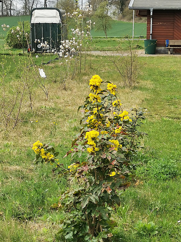 Mahonie (gelb), Felsenbirne (weiß)