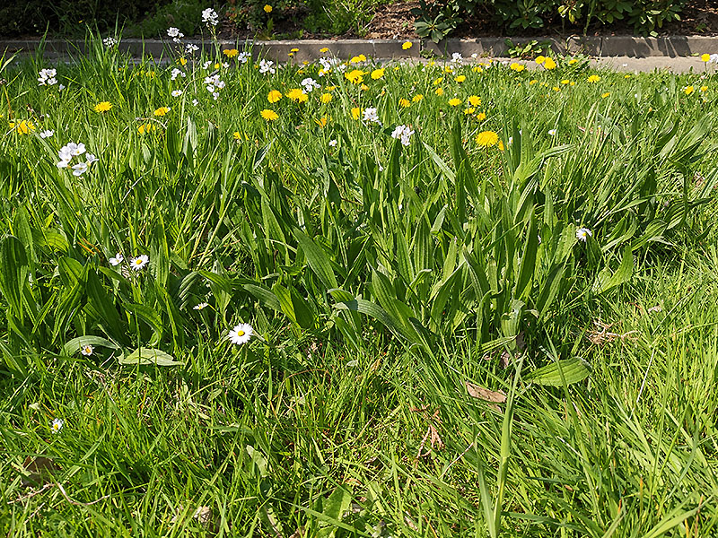 Wiesenschaumkraut, Löwenzahn, Gänseblümchen, Wegerich