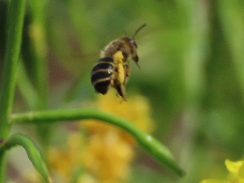 Biene vor Ackersenf