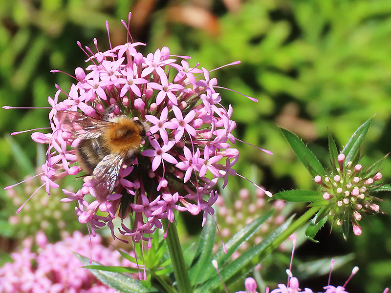 Hummel auf Rosenwaldmeister