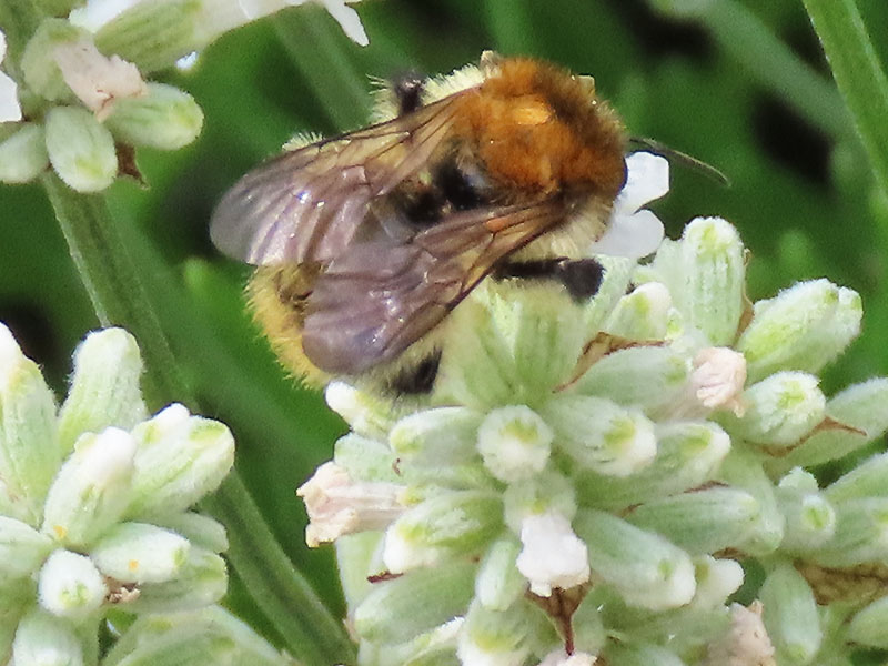 Hummel auf weißem Lavendel