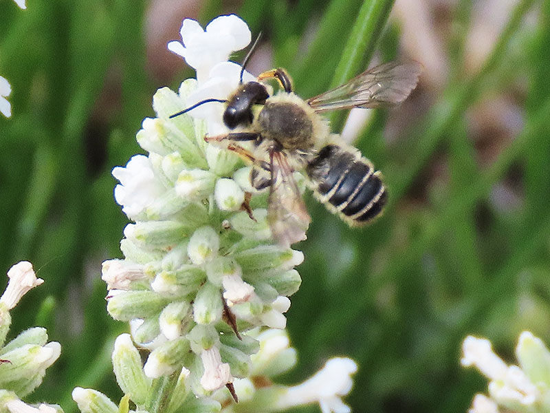 chwebfliege auf weißem Lavendel