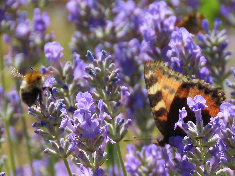 Ackerhummel und Distelfalter