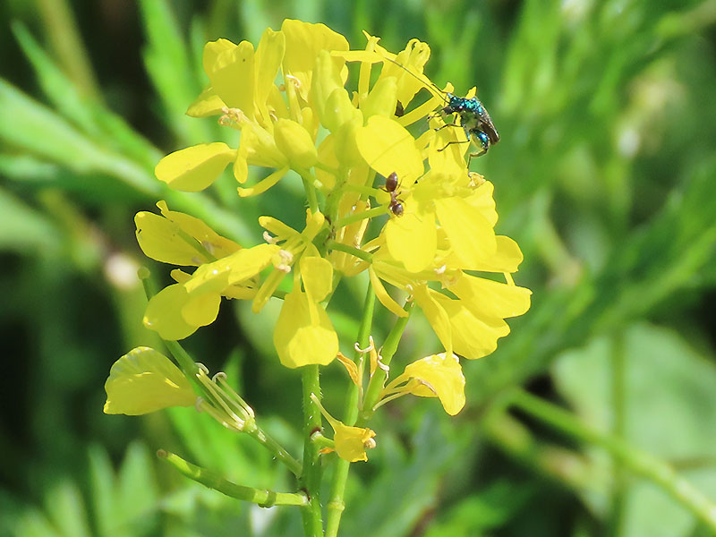 Insekten auf Ackersenf