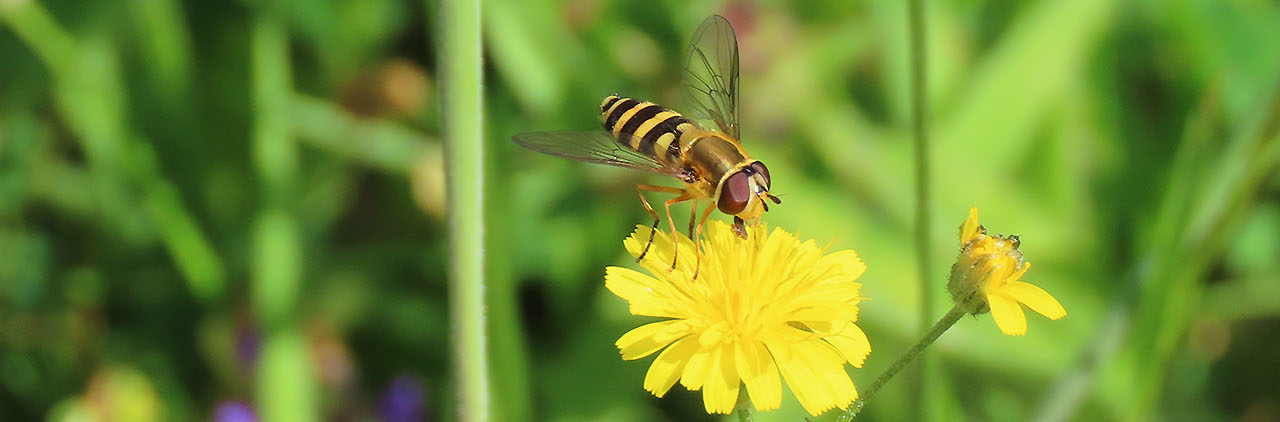 Schwebfliege