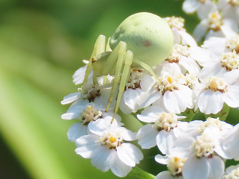 Spinne auf Schafgarbe