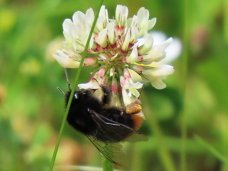 Steinhummel auf Klee