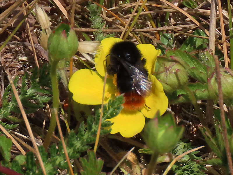 Steinhummel