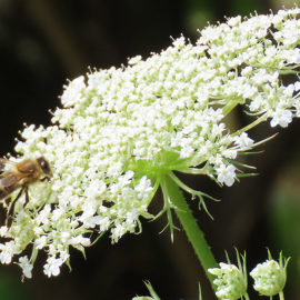 Honigbiene auf Wilder Möhre