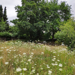 Wiese mit viel Wilder Möhre