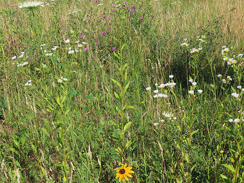 Wiesenblumen