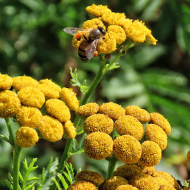 Biene auf Rainfarn