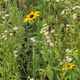 Wieseneindruck im Juli