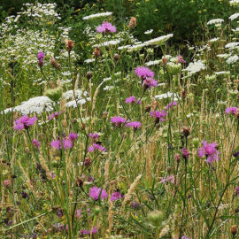 Wieseneindruck im Juli