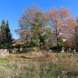 Wiese