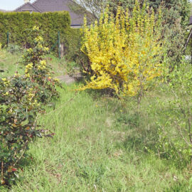 Mahonien (links), Kornelkirschen (rechts), Forsythie (hinten, gelb)