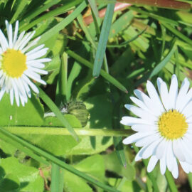 Gänseblümchen
