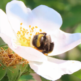 Blüte der Heckenrose mit Erdhummel (08.06.2023)