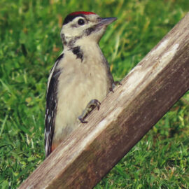 Buntspecht