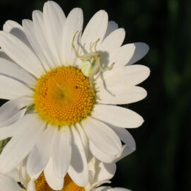 Margerite mit Veränderliche Krabbenspinne