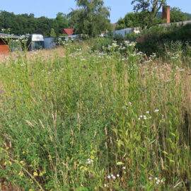 Wiese (18.06.2023 – 3)