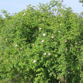 Wiesenbestands – Heckenrose