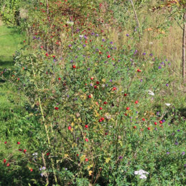 Bunte Tupfer (u.a. Hagebutten, Saatluzerne und Schafgarbe) zum Herbstanfang