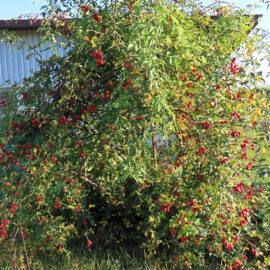 Hagebutten – Strauch