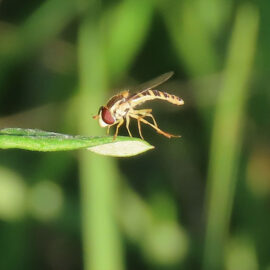 Schwebfliege