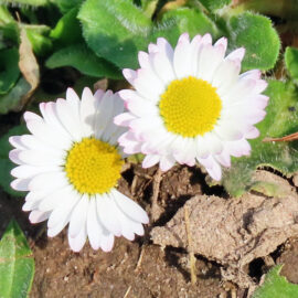 Gänseblümchen