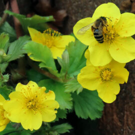 Kapbiene (Honigbiene) auf Golderdbeere (Waldsteinie)