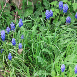 Traubenhyazinthe (Muscari)