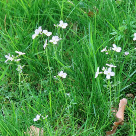 Wiesenschaumkraut