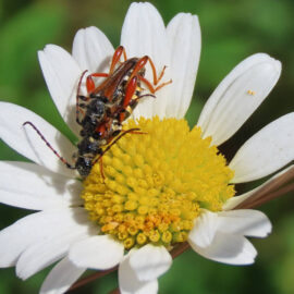 Braunrötlicher Spitzdeckenbock bei der Paarung