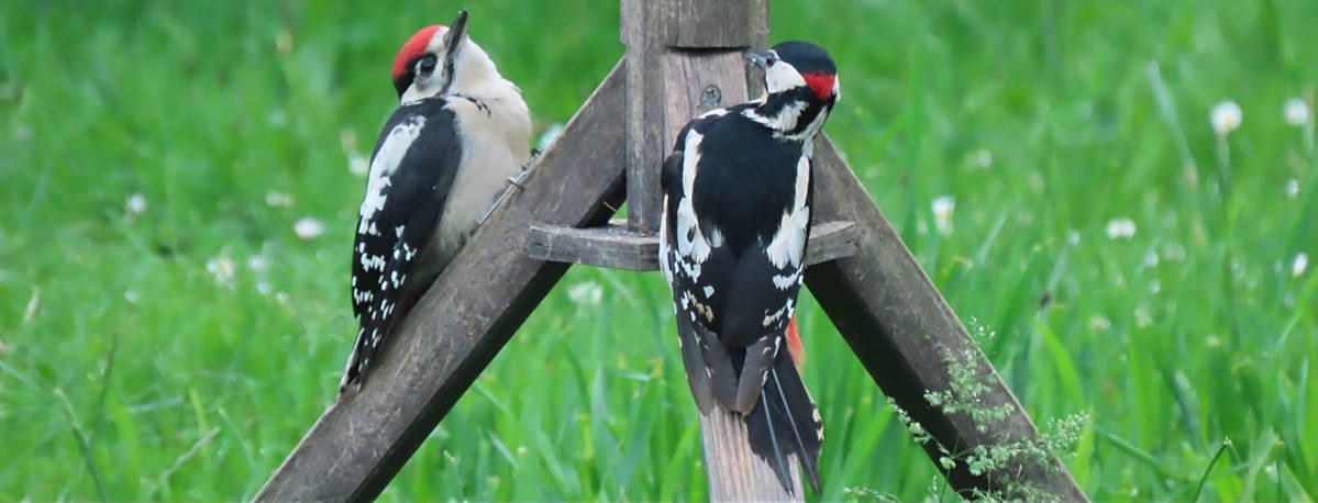 Buntspechte bei der Fütterung