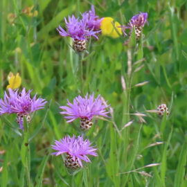 Flockenblumen