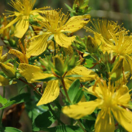 Johanniskraut (Blüten)