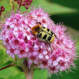 Kleiner Pinselkäfer auf Spiere im Garten