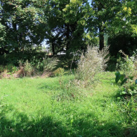 Wiese im September