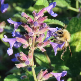 Ackerhummel Ende Oktober