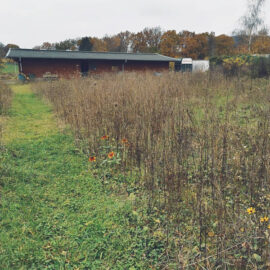 Wiese im November